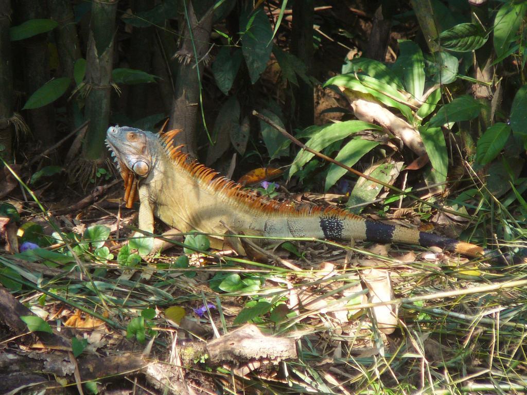 Casa Lina Sloth View Exotic Apartment With Privat Kitchen Puerto Viejo de Talamanca 部屋 写真