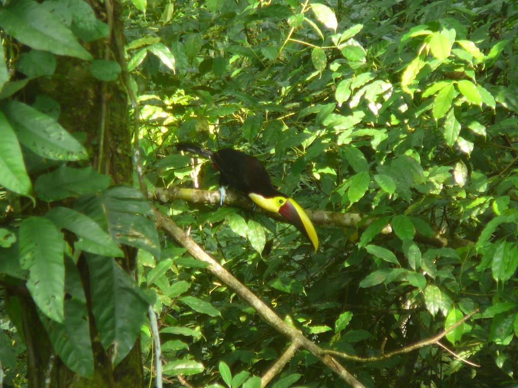 Casa Lina Sloth View Exotic Apartment With Privat Kitchen Puerto Viejo de Talamanca エクステリア 写真