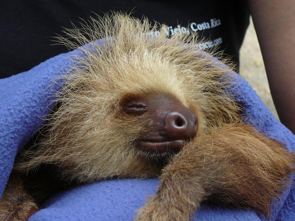 Casa Lina Sloth View Exotic Apartment With Privat Kitchen Puerto Viejo de Talamanca 部屋 写真