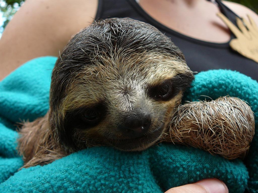 Casa Lina Sloth View Exotic Apartment With Privat Kitchen Puerto Viejo de Talamanca 部屋 写真