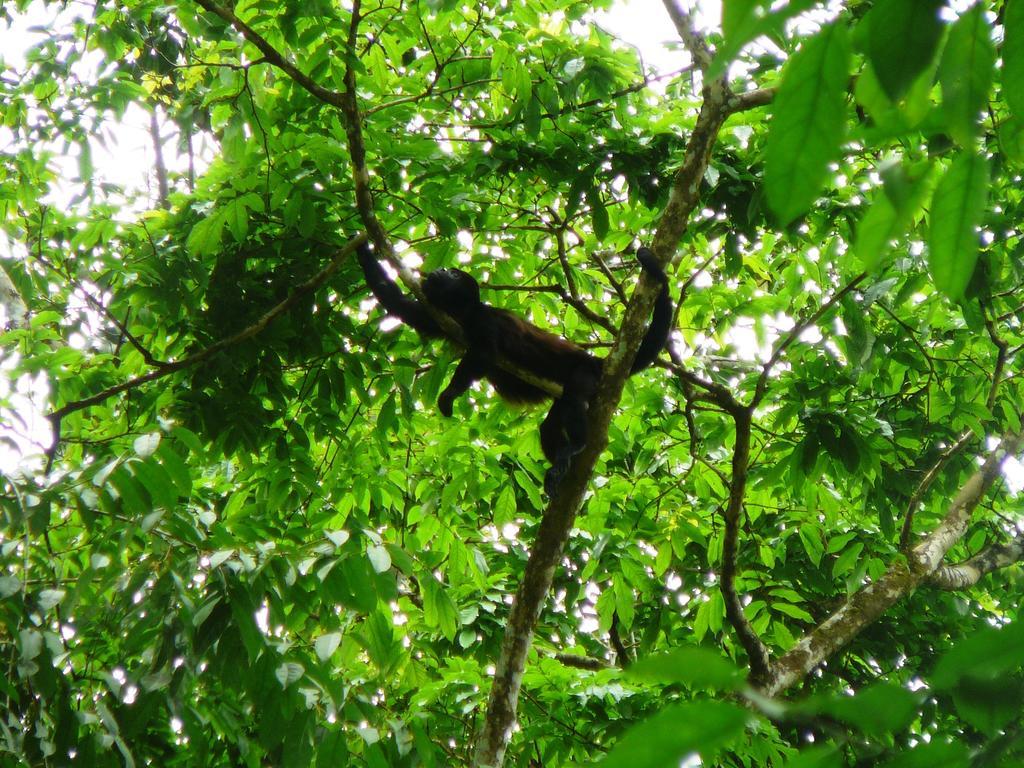 Casa Lina Sloth View Exotic Apartment With Privat Kitchen Puerto Viejo de Talamanca 部屋 写真