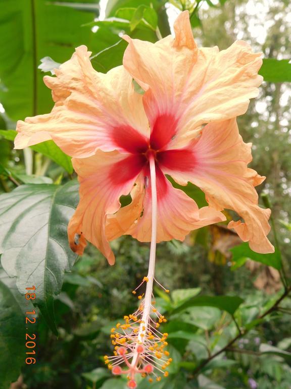 Casa Lina Sloth View Exotic Apartment With Privat Kitchen Puerto Viejo de Talamanca エクステリア 写真