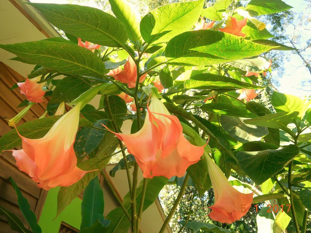 Casa Lina Sloth View Exotic Apartment With Privat Kitchen Puerto Viejo de Talamanca エクステリア 写真